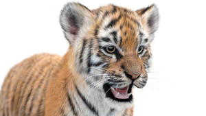 Tiger Cub 3D Model with Groomed Hair Head close up Thumbnail