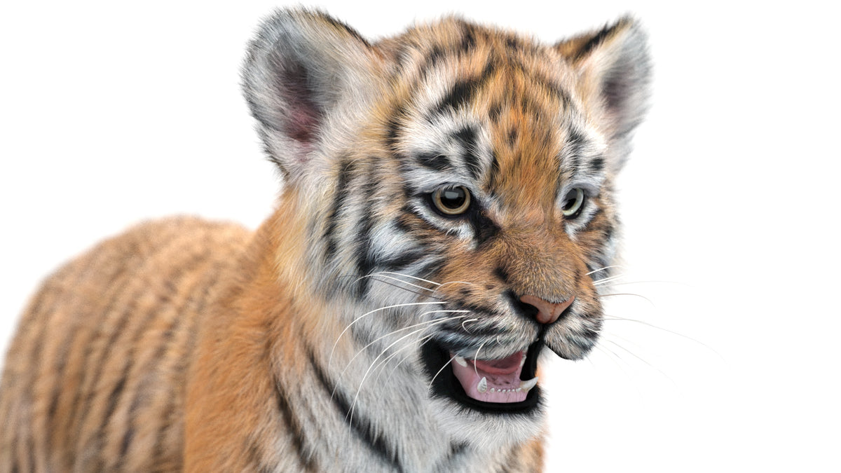 Tiger Cub 3D Model with Groomed Hair Head close up
