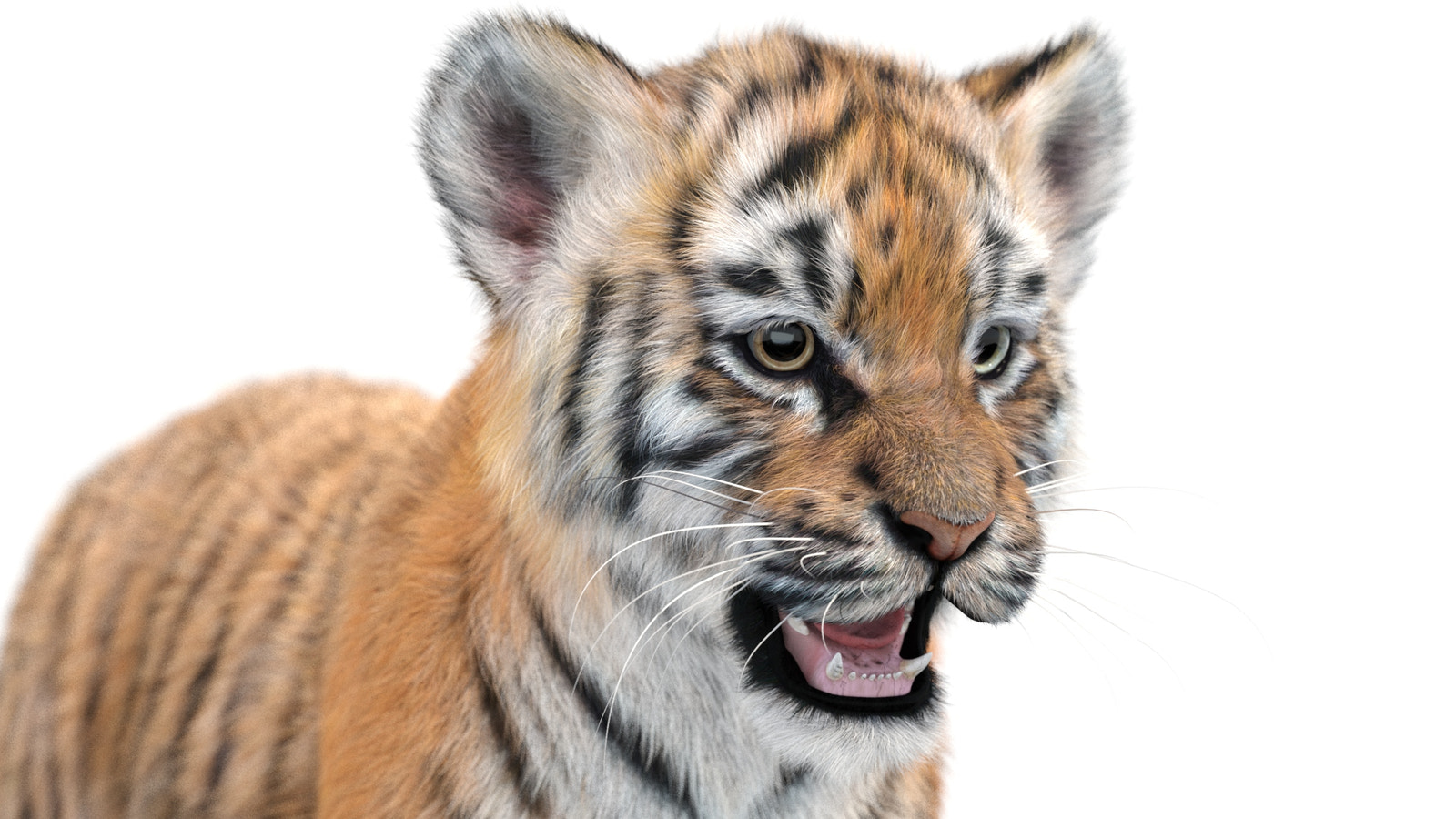 Tiger Cub 3D Model with Groomed Hair Head close up