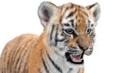 Tiger Cub 3D Model with Groomed Hair