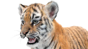 Close-up of a tiger cub on a white background Thumbnail