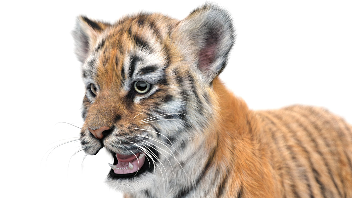 Close-up of a tiger cub on a white background
