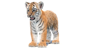 Tiger Cub 3D Model with Groomed Hair Thumbnail