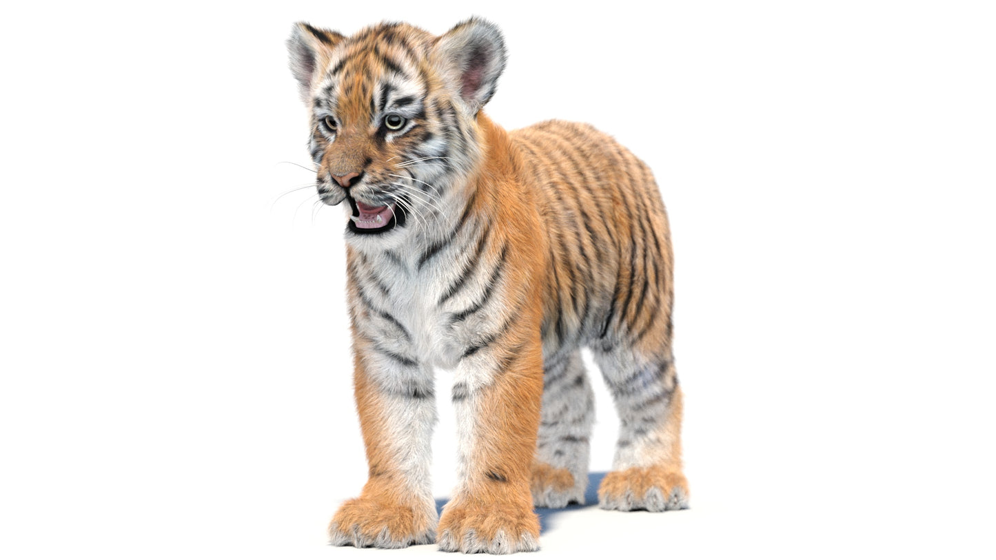 Tiger Cub 3D Model with Groomed Hair