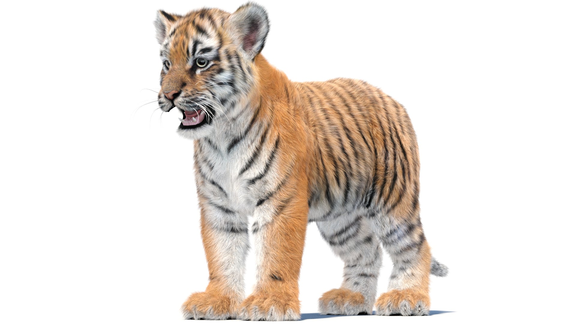 Tiger Cub 3D Model with Groomed Hair
