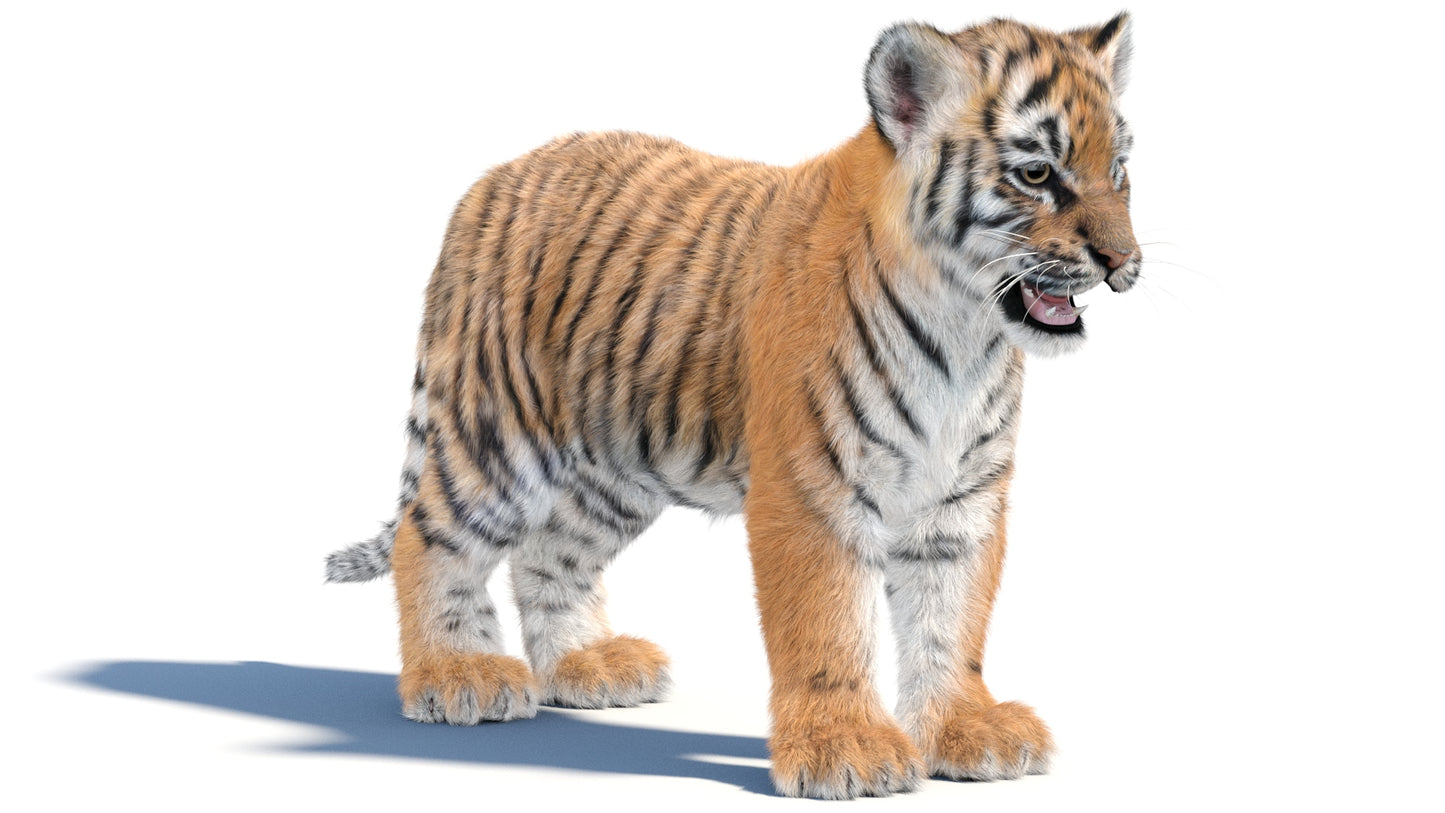 Tiger Cub 3D Model with Groomed Hair