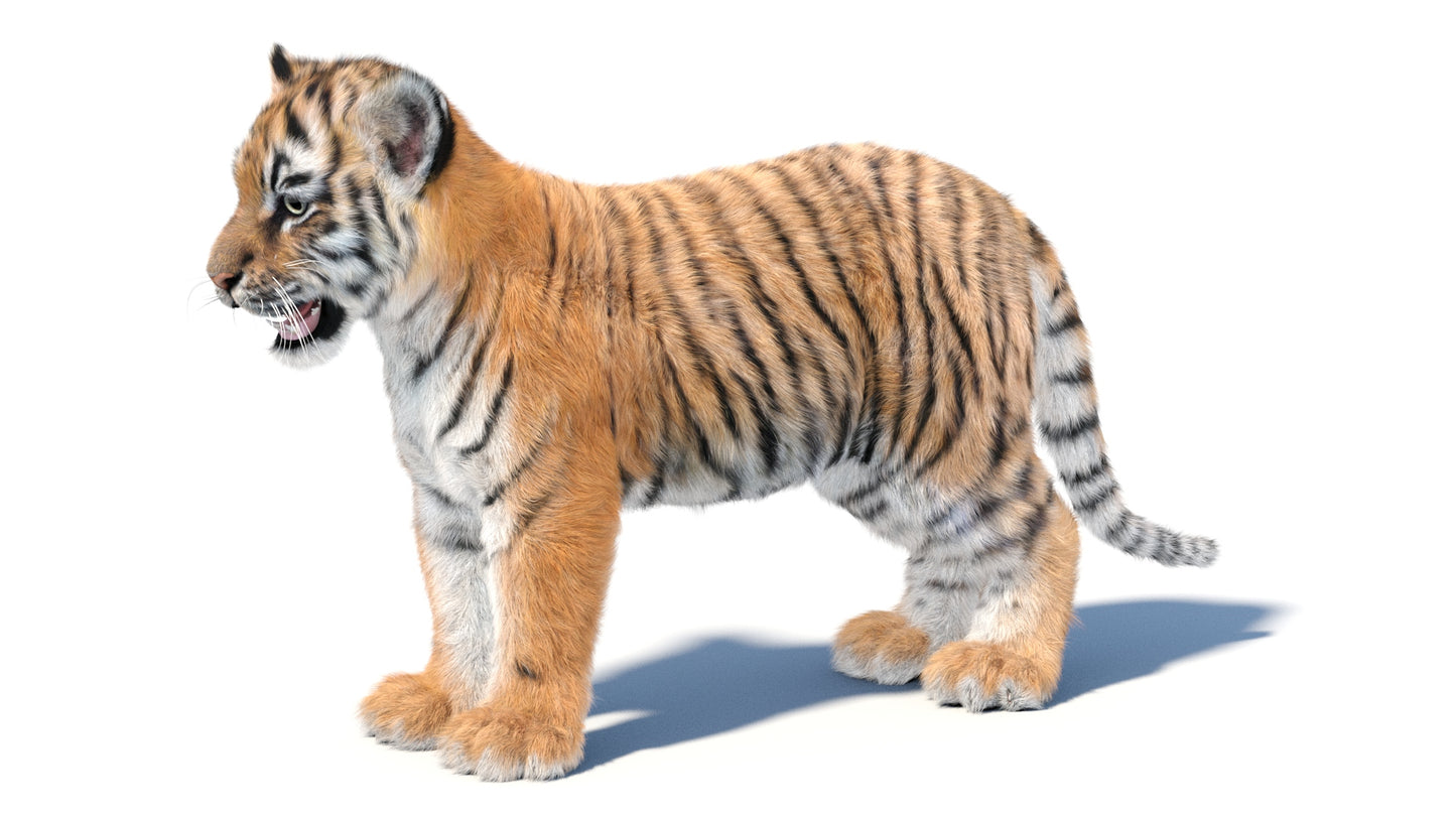 Tiger Cub 3D Model with Groomed Hair