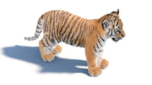Tiger Cub 3D Model with Groomed Hair Thumbnail