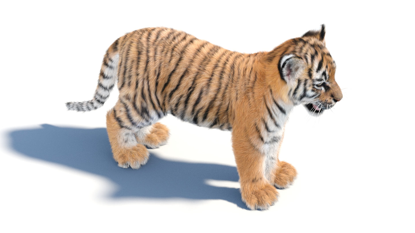 Tiger Cub 3D Model with Groomed Hair