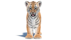 Tiger Cub 3D Model with Groomed Hair Thumbnail