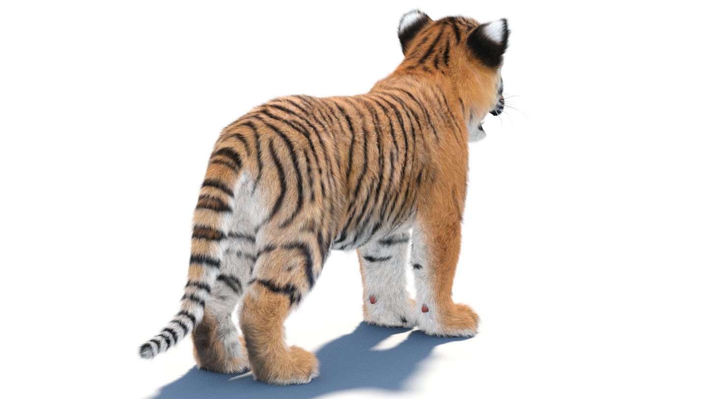 Tiger Cub 3D Model with Groomed Hair
