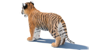 Tiger Cub 3D Model with Groomed Hair Thumbnail