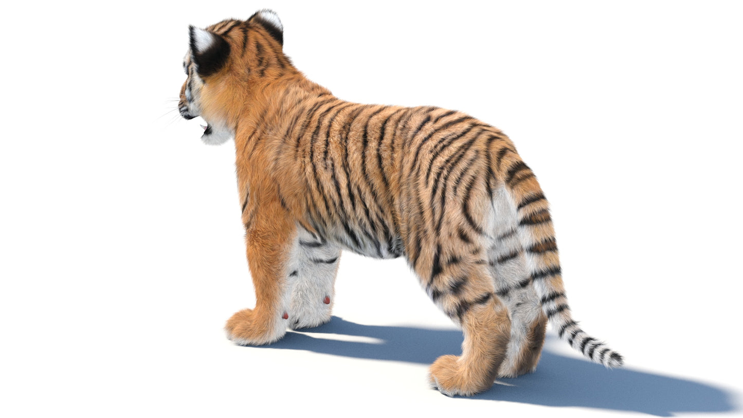 Tiger Cub 3D Model with Groomed Hair