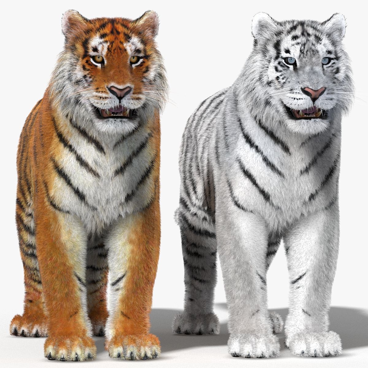 Tiger Amur Fur Two Color 3D Model