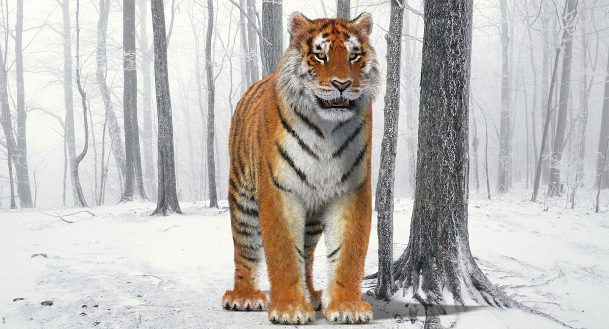 Tiger Amur Fur 3D Model