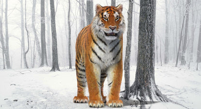 Tiger Amur Fur Two Color 3D Model
