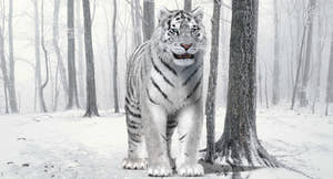 White Tiger Amur Fur 3D Model Thumbnail