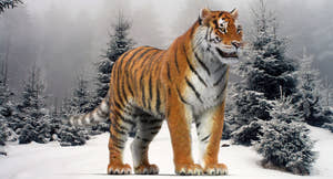 Tiger 3D model with realistic groomed hair and fur Thumbnail