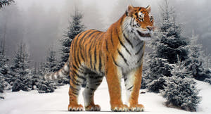 Tiger 3D model with realistic groomed hair and fur Thumbnail