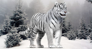 White tiger 3D model with realistic groomed hair and fur Thumbnail