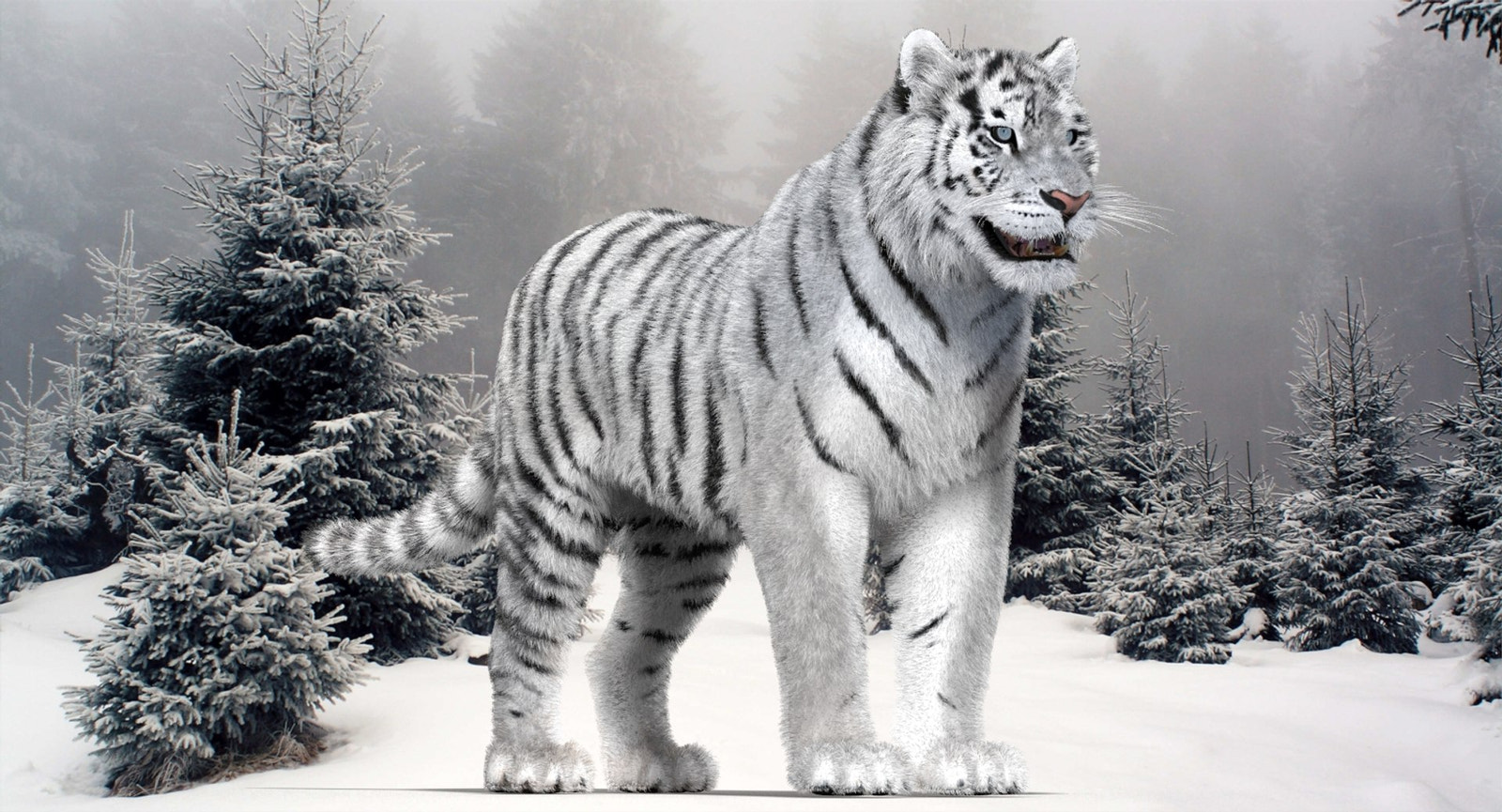 White tiger 3D model with realistic groomed hair and fur