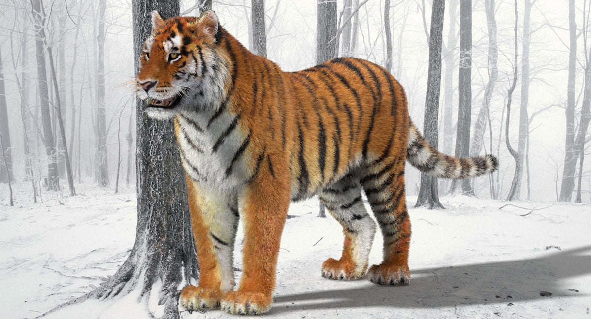 Tiger 3D model with realistic hair and fur