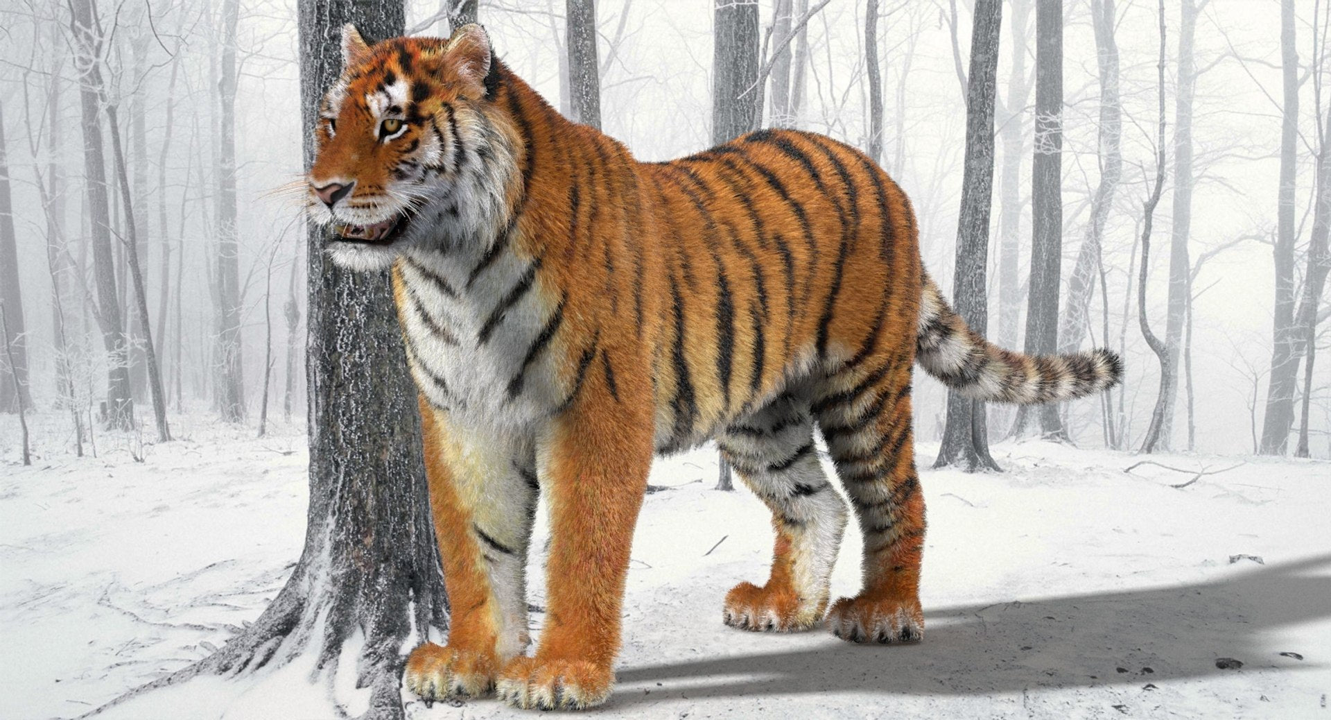 Tiger 3D model with realistic hair and fur