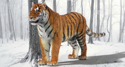 Tiger Amur Fur Two Color 3D Model