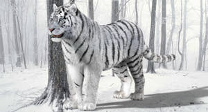 White tiger 3D model with realistic groomed hair and fur Thumbnail