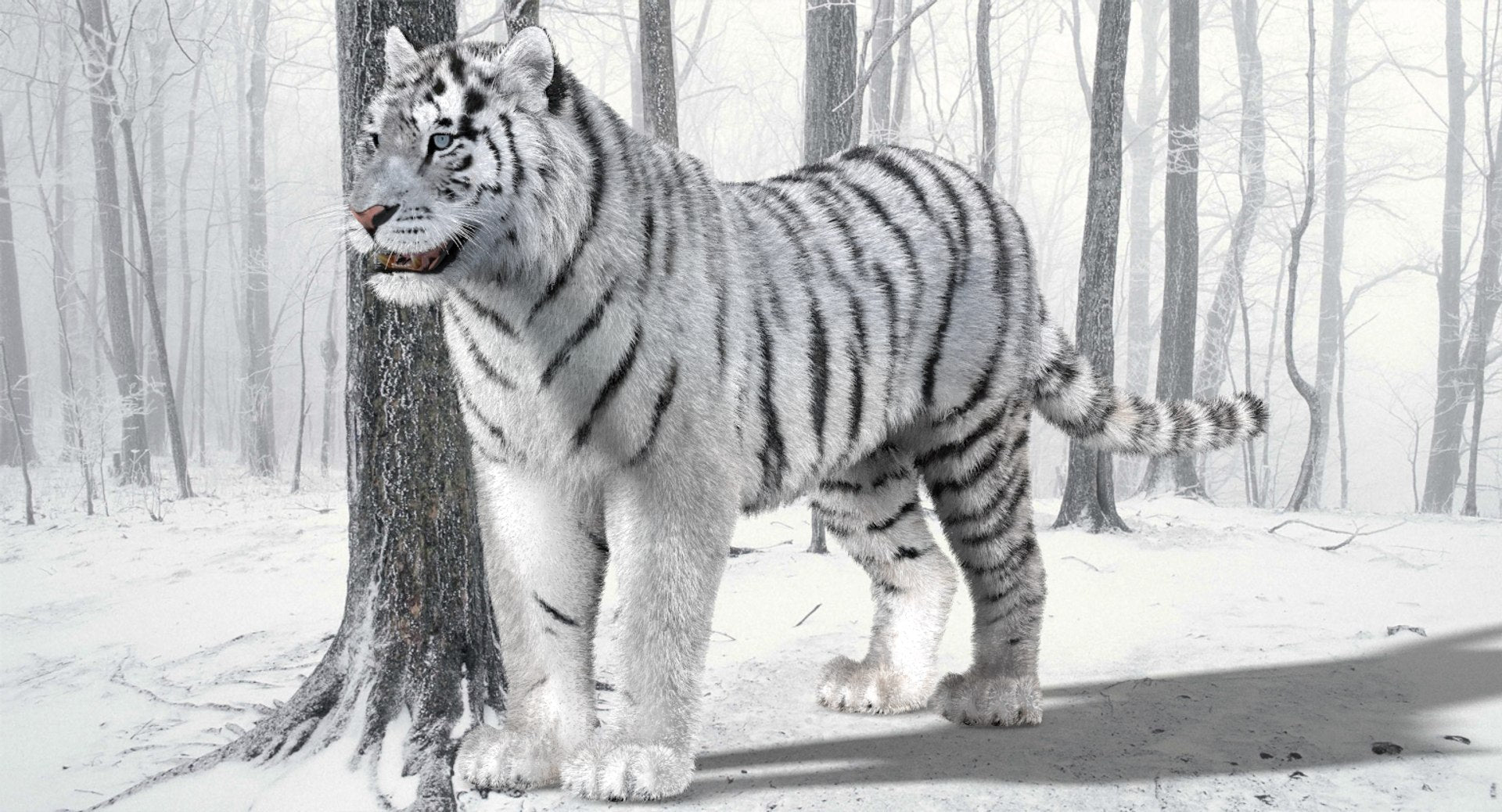 White tiger 3D model with realistic groomed hair and fur