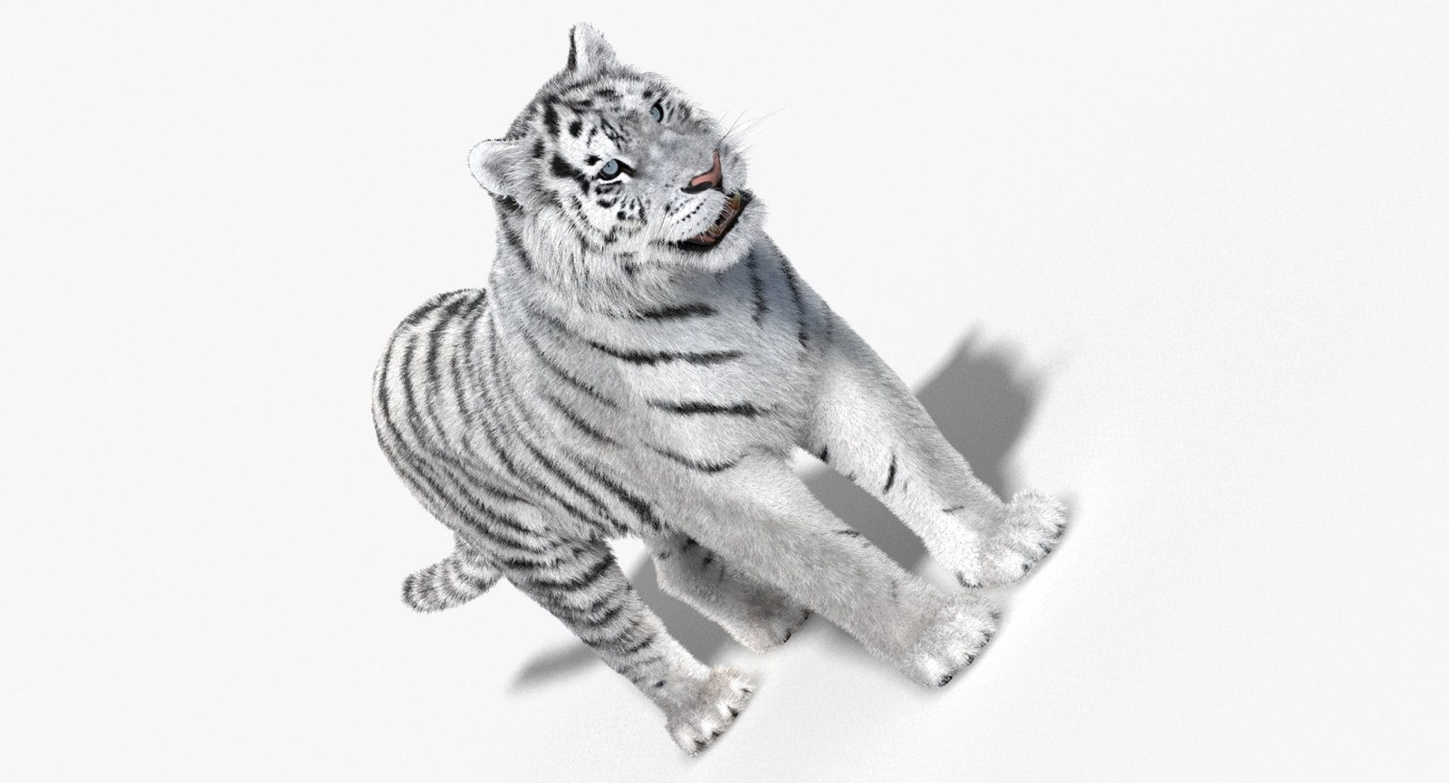 White tiger 3D model with realistic groomed hair and fur