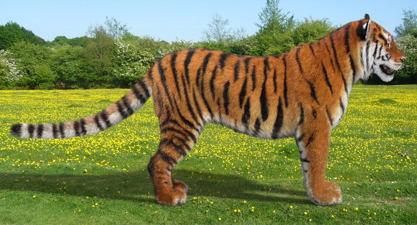 Tiger 3D model with realistic groomed hair and fur