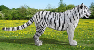 White tiger 3D model with realistic groomed hair and fur Thumbnail