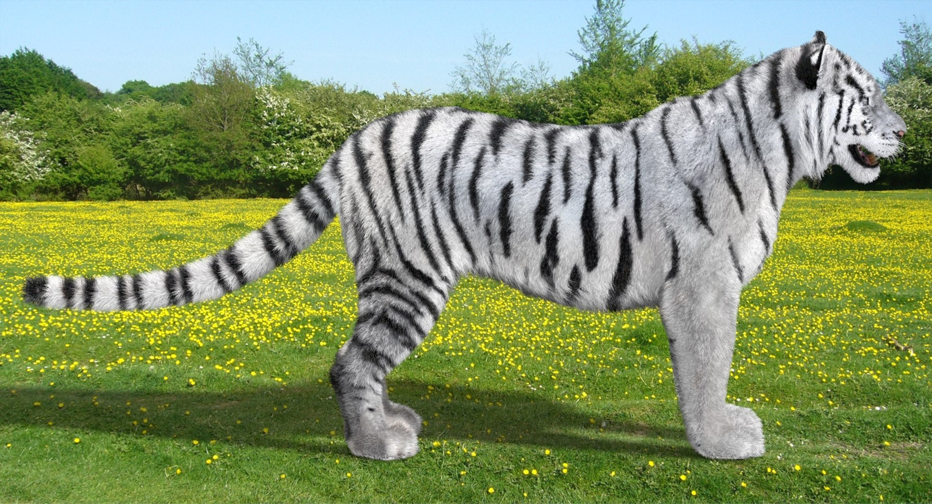 White tiger 3D model with realistic groomed hair and fur