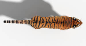Tiger 3D model with realistic groomed hair and fur Top View Thumbnail