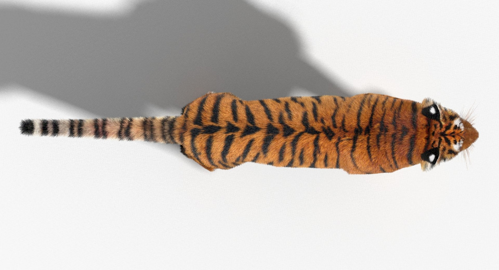 Tiger 3D model with realistic groomed hair and fur Top View