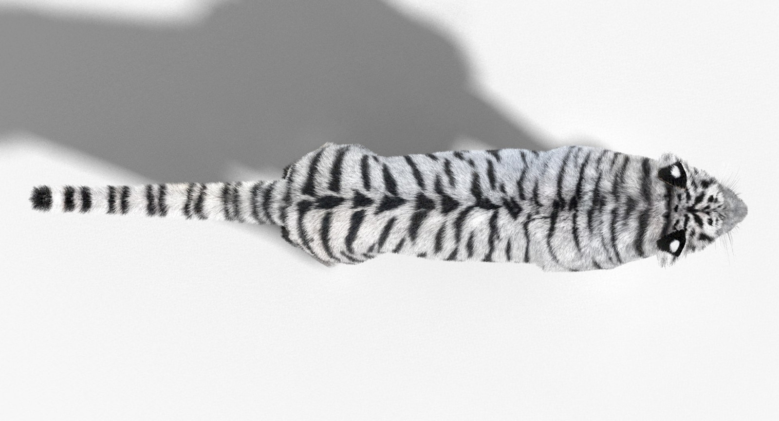 White Tiger 3D model with realistic groomed hair and fur Top View