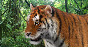 Tiger Amur Fur Two Color 3D Model Thumbnail