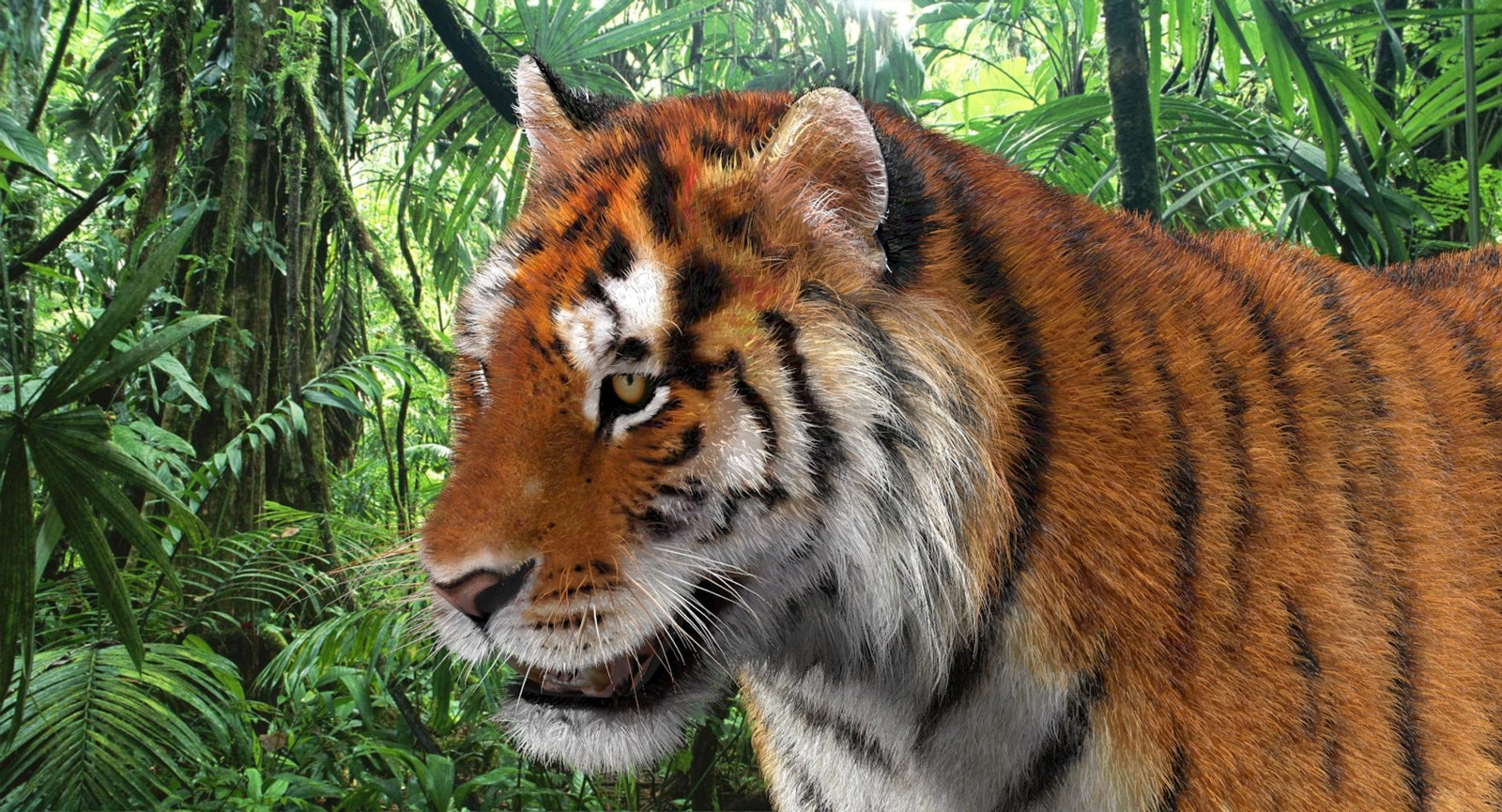 Tiger Amur Fur Two Color 3D Model