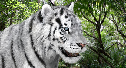 Tiger Amur Fur Two Color 3D Model