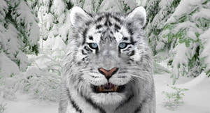 Tiger Amur Fur Two Color 3D Model Thumbnail