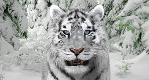 Amur Tiger 3D Model - Hair and Fur / Two Color Thumbnail