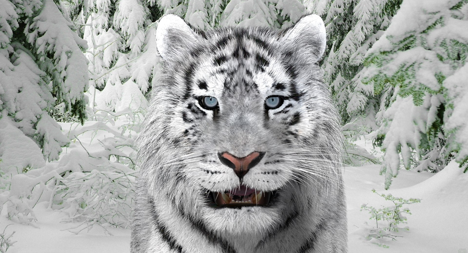 Tiger Amur Fur Two Color 3D Model