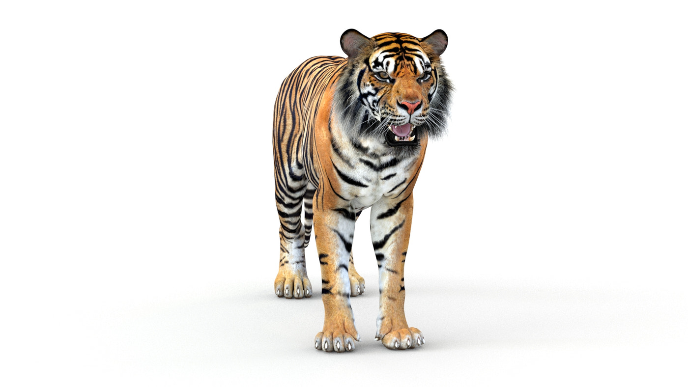 Animated Tiger 3D Model - Game-Ready - 360 Degree View