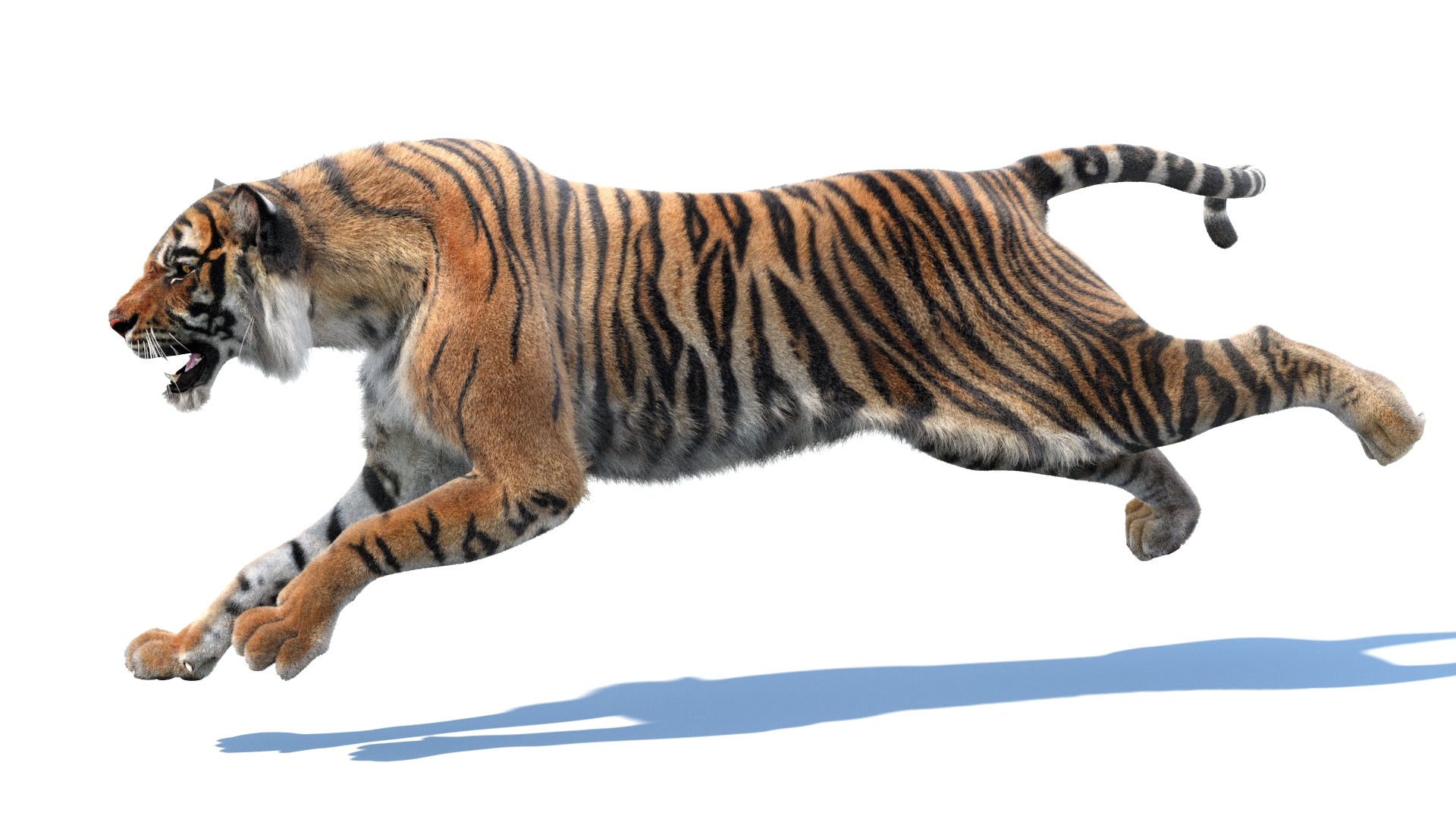 Animated Tiger 3D Model with Fur - 360 Degree Interactive View