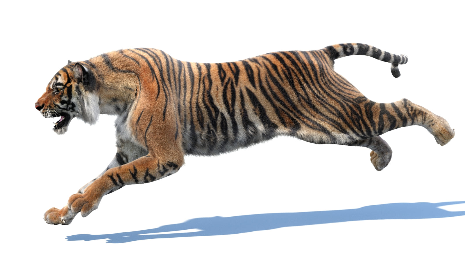 Animated Tiger 3D Model with Fur 360° view 3 frame 2