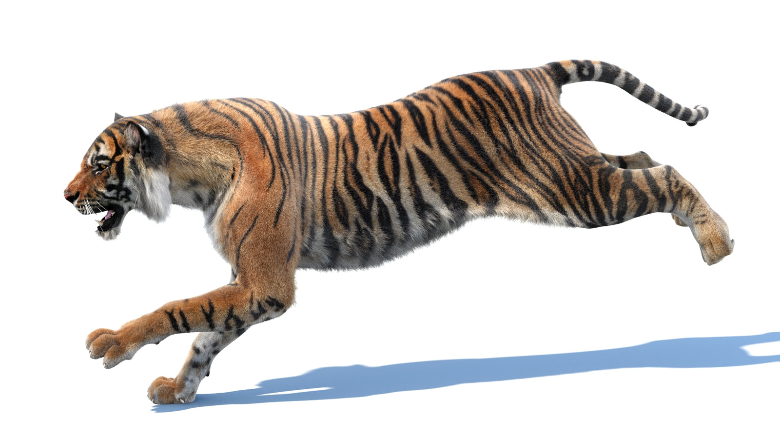 Animated Tiger 3D Model with Fur 360° view 3 frame 5