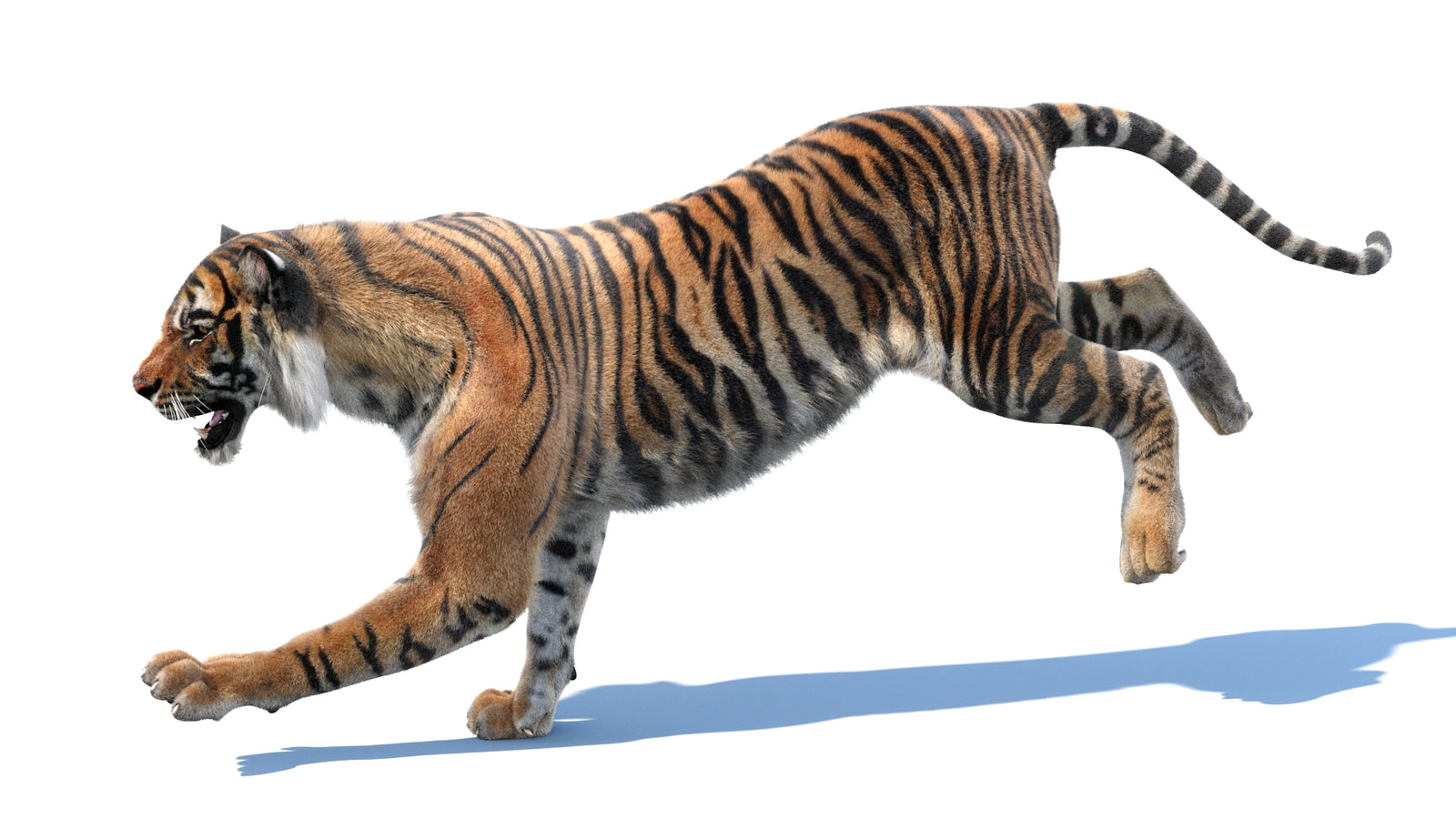 Animated Tiger 3D Model with Fur 360° view 3 frame 9