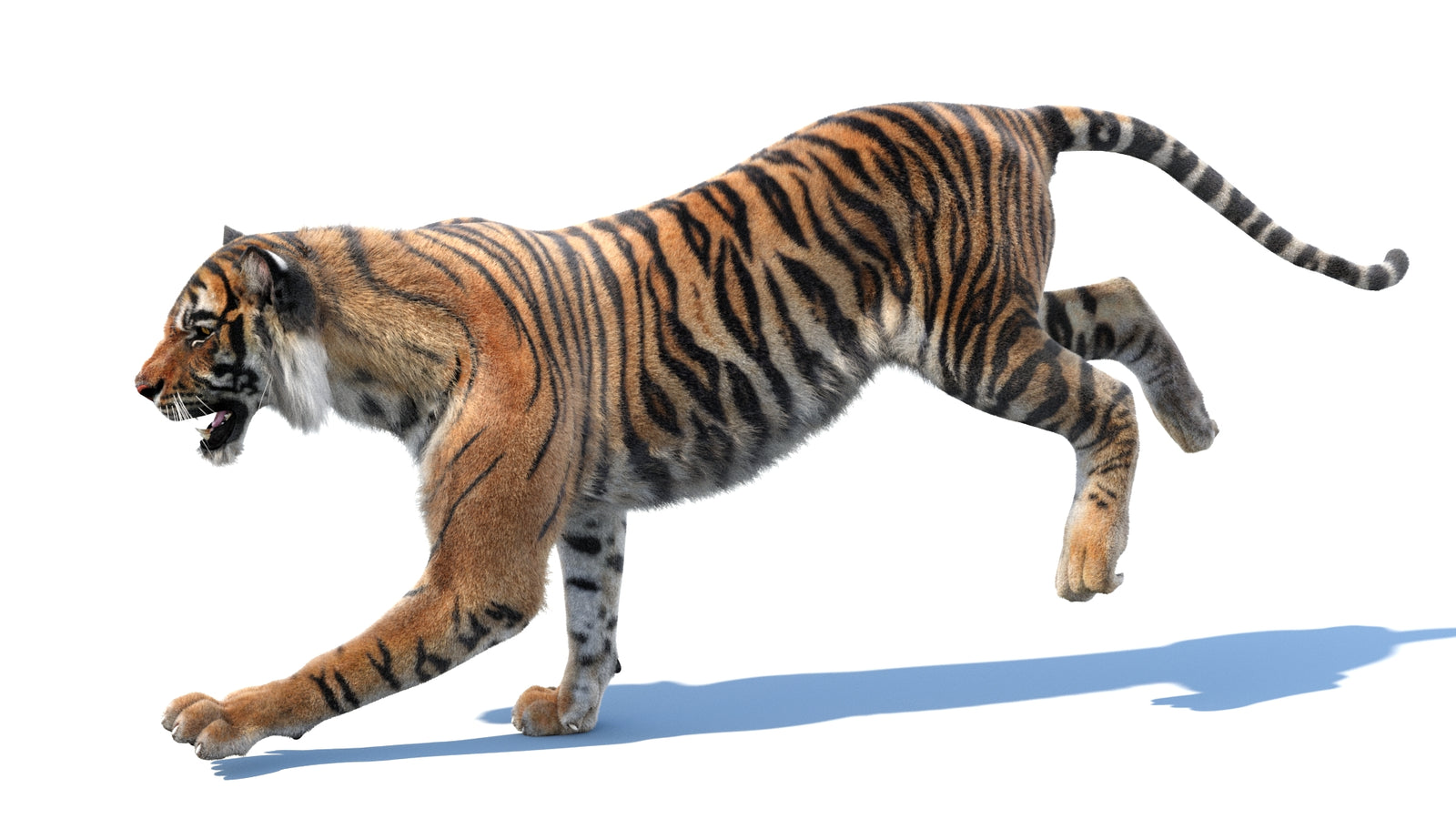 Animated Tiger 3D Model with Fur 360° view 3 frame 10