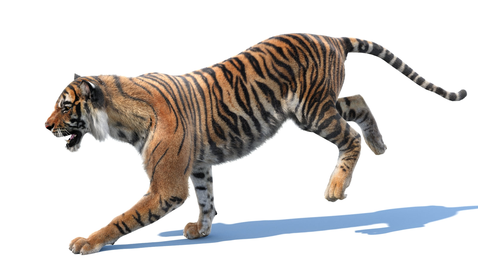 Animated Tiger 3D Model with Fur 360° view 3 frame 11